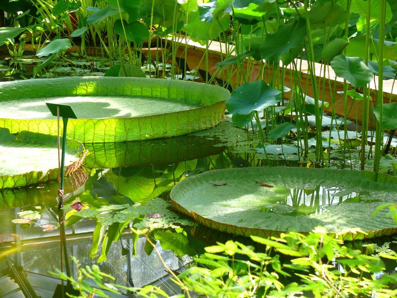 University of Bristol Botanic Garden